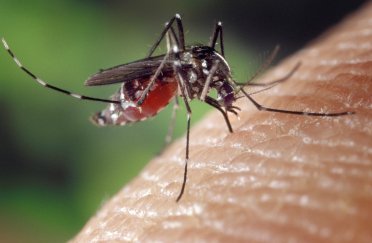 Sivrisinekler kırmızı, turuncu, siyah ve camgöbeği renklerini severken, yeşil, mor, mavi ve beyaz gibi renkleri sevmiyorlar