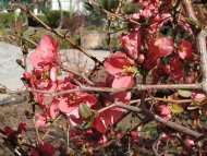 Фоторепортаж из ботанического сада Ашхабада: начало весны