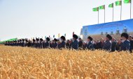 Photoreport: Grain harvesting began in Akhal, Lebap and Mary velayats