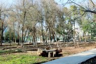 Photoreport: Ashgabat Botanical Garden in February-2021