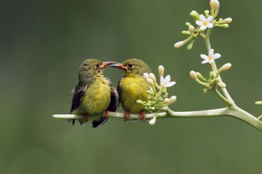 Ученые установили, что птицы могут расстаться из-за измен партнера и после долгой разлуки