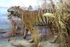 Чучелу туранского тигра в Государственном музее Туркменистана исполняется 70 лет