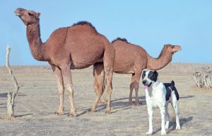An international forum was held in Ashgabat to study the role of camelids in the sustainability of communities