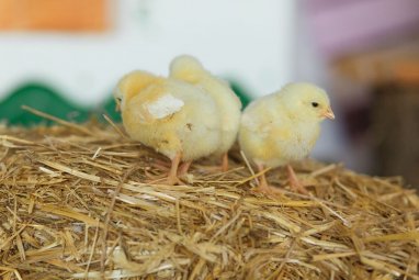 В Канаде с фермы украли 30 тысяч цыплят