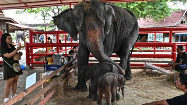 Tayland'da 36 yaşındaki Pangjamjuri isimli fil, biri erkek biri dişi olmak üzere ikiz filler dünyaya getirdi
