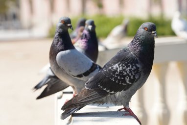 Taxi driver arrested for hitting a flock of pigeons in Tokyo