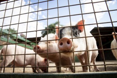В Японии ученые вывели свинью с человеческими органами