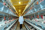 Фоторепортаж: В Ахалском велаяте открылся новый птицеводческий комплекс