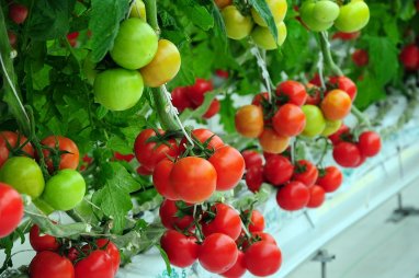 Туркменистан нарастил экспорт томатов в январе-марте 2024 года