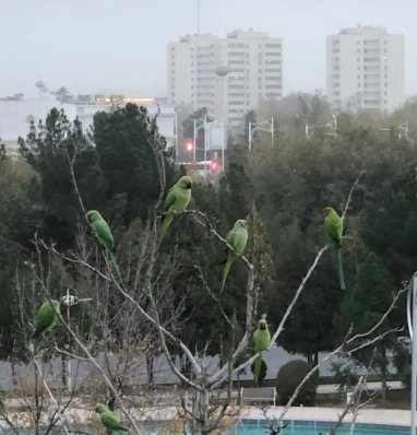 Жительница Ашхабада наблюдает за прилетающей на городскую аллею стаей зеленых попугаев