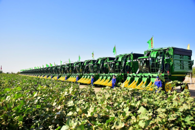 Cotton harvesting continues in Turkmenistan