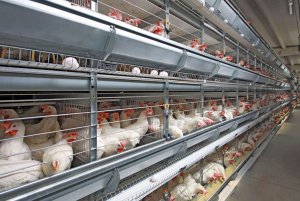 The development of poultry farming was discussed at the Ashgabat Agrarian University