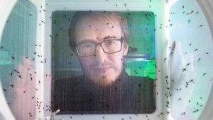 Biyolog Perran Ross sivrisinekler, mahsul zararlıları ve faydalı böcekler üzerine yaptığı çalışmalar kapsamında kendi kanını sivrisineklere veriyor