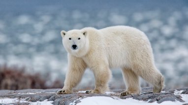В Канаде белые медведи заполонили один из небольших городов на побережье