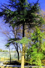 Photoreport: Ashgabat Botanical Garden in February-2021