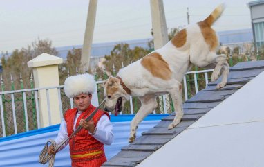 The next round of the international competition “Brave Turkmen Alabai-2023” was held