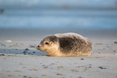Experts from Turkmenistan took part in the international webinar for the protection of the Caspian Seal