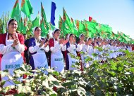 Fotoreportaž: Türkmenistanda pagta ýygymyna girişildi