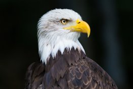 The bald eagle is officially recognized as the national bird of the United States