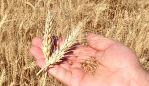 On June 7, Turkmenistan will begin grain harvesting campaign