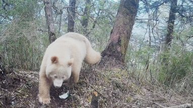 Hytaýdaky goraghanada seýrek duşýan ak pandany gördüler