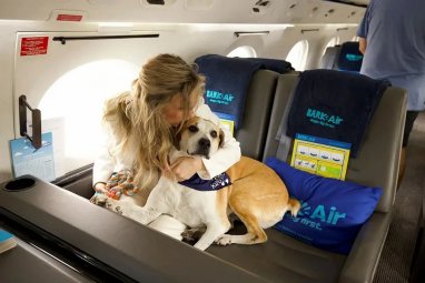 The first airline for dogs appeared in the USA