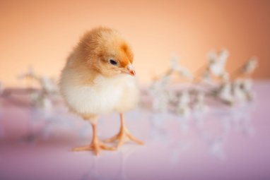 Japan has developed a method of raising chickens outside of eggshells