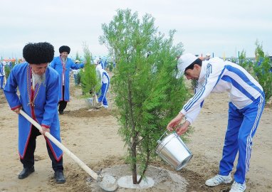 В Туркменистане в 2024 году будет посажено 3 млн саженцев лиственных, хвойных, плодовых и винограда