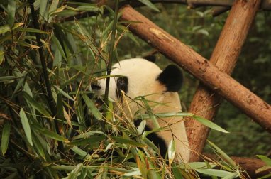 В зоопарке Мехико отметили 33-летие панды Синь Синь