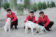 Фоторепортаж: В Ахалском велаяте открыли первый в Туркменистане питомник алабаев