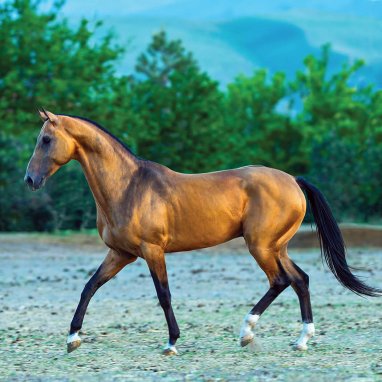 French horse breeders are interested in cooperation with colleagues from Turkmenistan