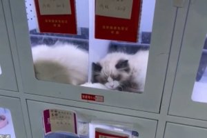 In China, there is controversy over the sale of animals through vending machines