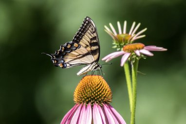 UK butterfly population hits historic low