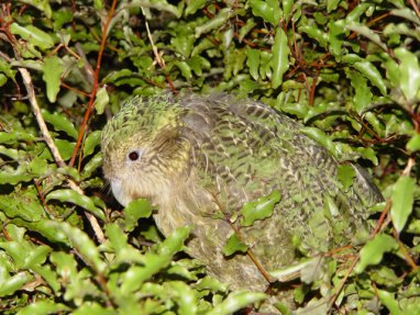В Новой Зеландии выпустили на волю несколько попугаев какапо, находящихся на грани исчезновения