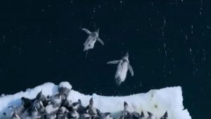 Antarktidada çaga pingwinleriň ilkinji gezek suwda ýüzüşini wideo düşürdiler