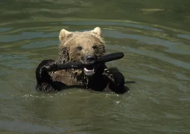 Türk balykçylary Gara deňizde aýy çagasyny halas etdiler