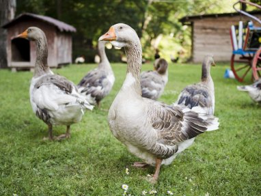 In a Brazilian prison, guard dogs were replaced with geese