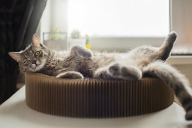 İngiliz bir startup, kediler için laboratuvarda tavuk etli kedi maması üretti