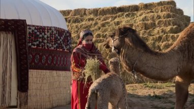 В Туркменистане верблюжонок Ыхлас стал звездой Долины Новруза
