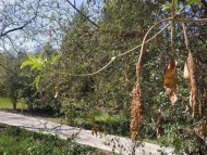 Фоторепортаж из ботанического сада Ашхабада: начало весны