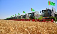 Photoreport: Grain harvesting began in Akhal, Lebap and Mary velayats