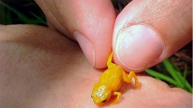 Лягушка-крошка из Бразилии претендует на звание самого маленького позвоночного