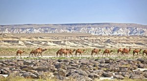 Туркменистан предложил приступить к практической реализации Туристического диалога