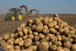 Туркменистан наращивает производство картофеля и лука