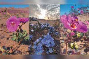 Dünyanın en kurak çölü olan Atacama çölünde, 2017’den sonra bir kez daha çiçek açtı