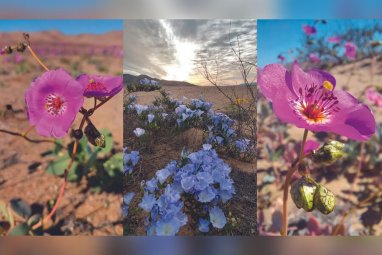 Dünyanın en kurak çölü olan Atacama çölünde, 2017’den sonra bir kez daha çiçek açtı