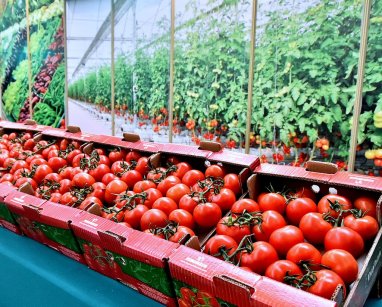 Türkmenistan ýylyň başyndan bäri 90 müň tonnadan gowrak pomidor eksport etdi