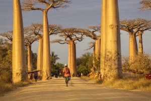 Bilim insanları antik baobab ağaçlarının kökeninin gizemini çözdü