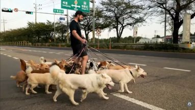 Canadian sets world record by walking 38 dogs