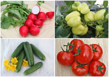 Представитель российской селекционной компании в Туркменистане предлагает элитные семена овощей